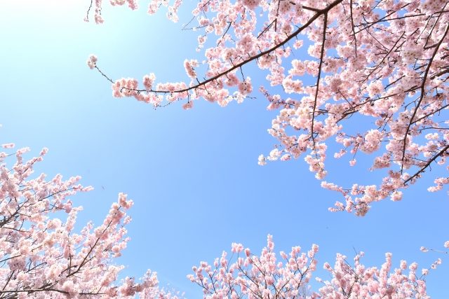 春の婚活応援キャンペーン！４月末まで開催