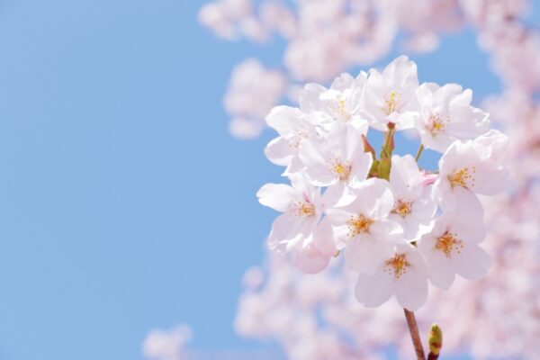 お花見イベント開催します！！