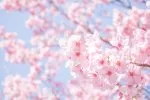 お花見に行って来ました！！